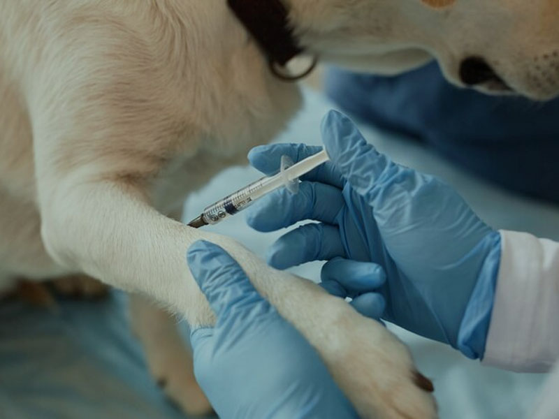 AIM Vaccine julkaisee viimeisimmät prekliiniset tiedot mRNA-raivotautirokotteesta 